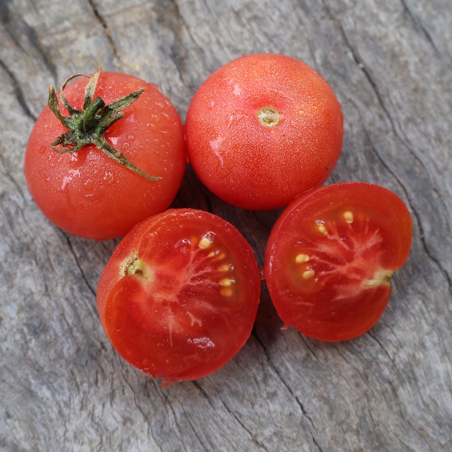 DWARF TOMATO - Pink Opal - Lycopersicon esculentum