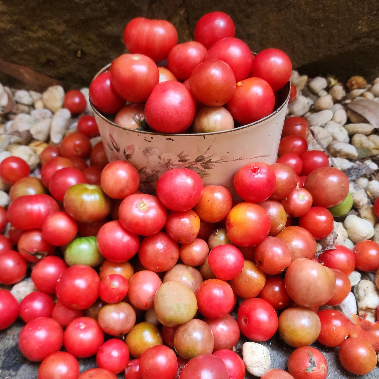 DWARF TOMATO - Johnson's Cherry - Lycopersicon esculentum