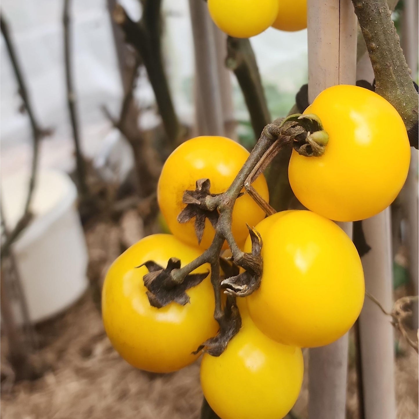 DWARF TOMATO - Galens Yellow - Lycopersicon esculentum