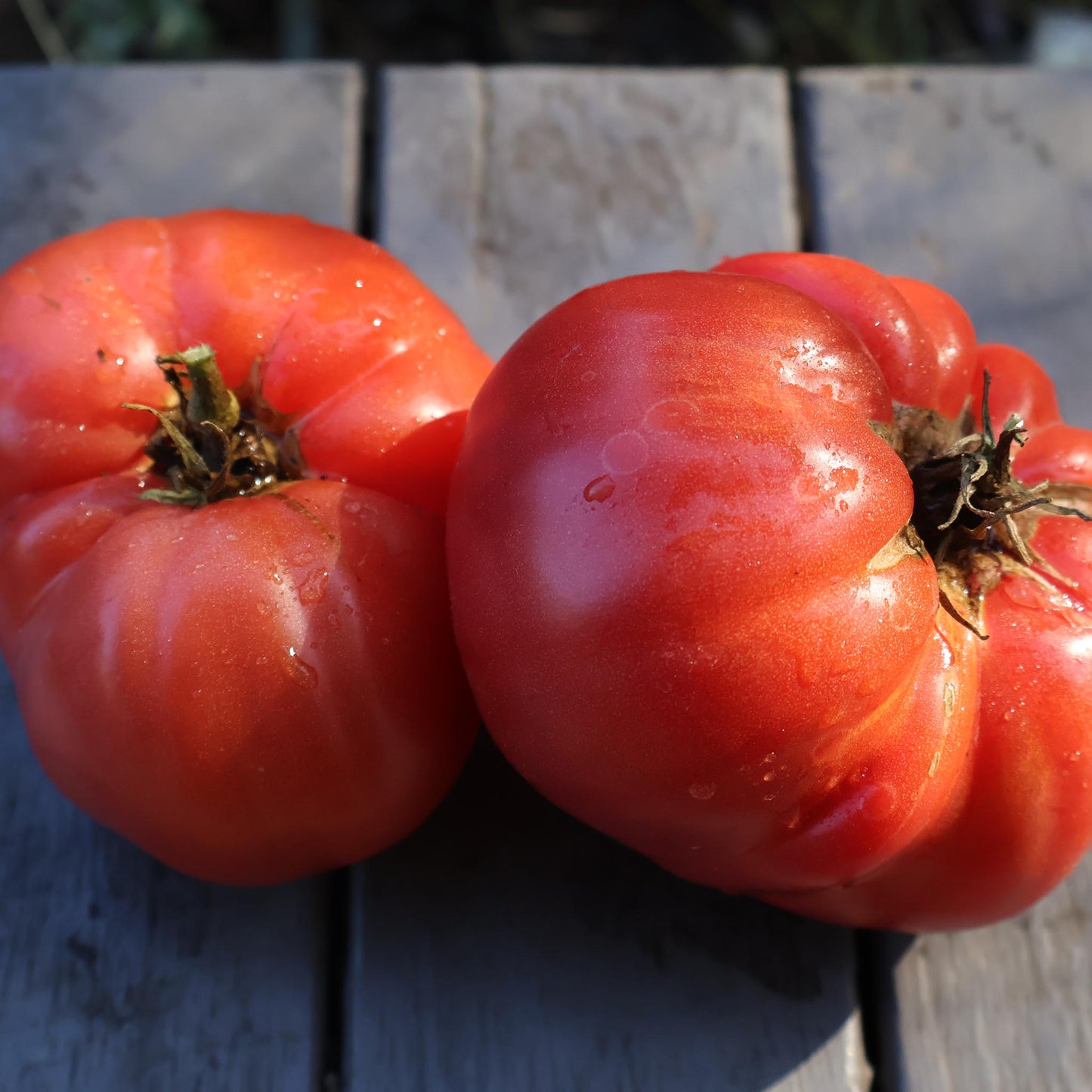 DWARF TOMATO - Strawberry Lemonade - Lycopersicon esculentum