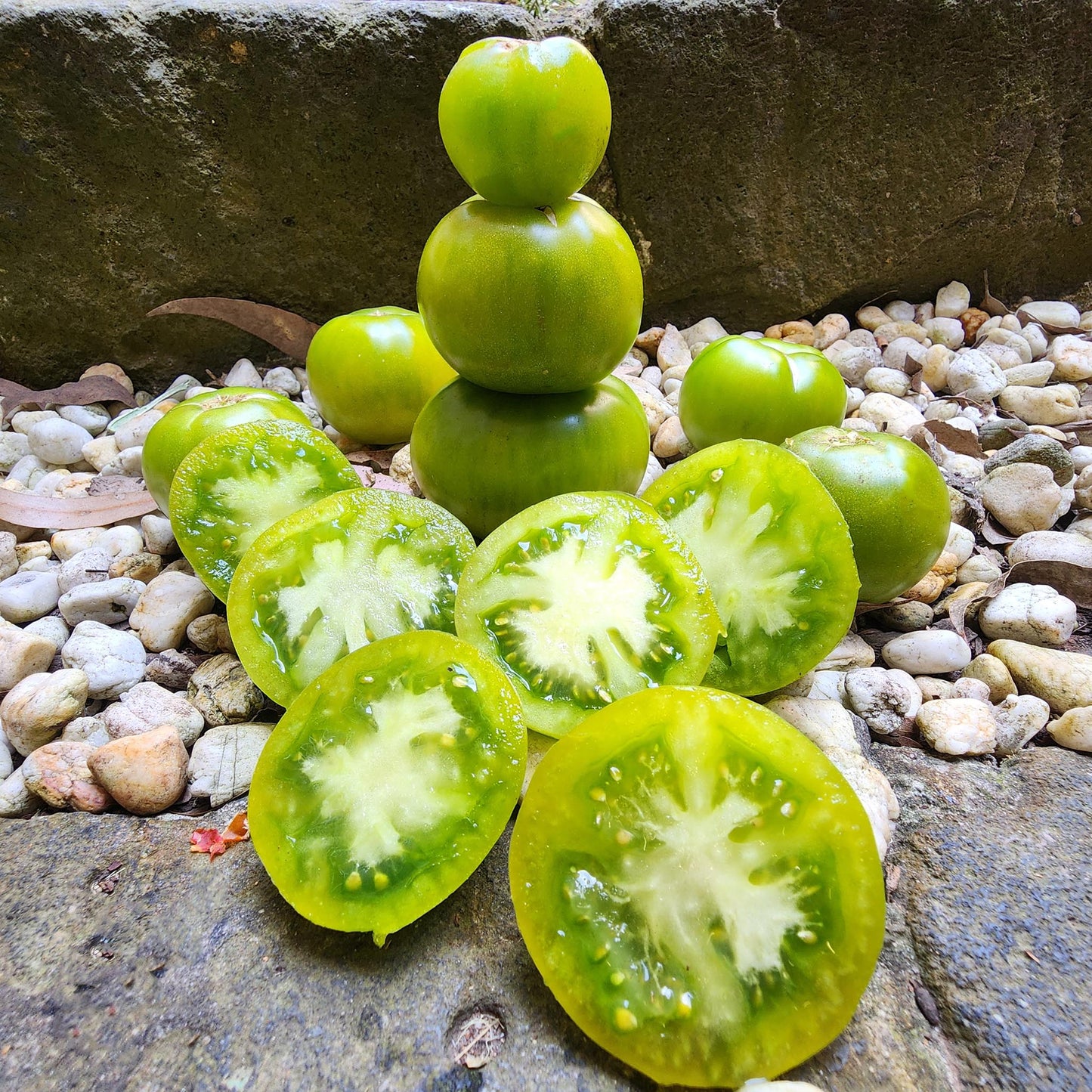 DWARF TOMATO - Kelly Green - Lycopersicon esculentum