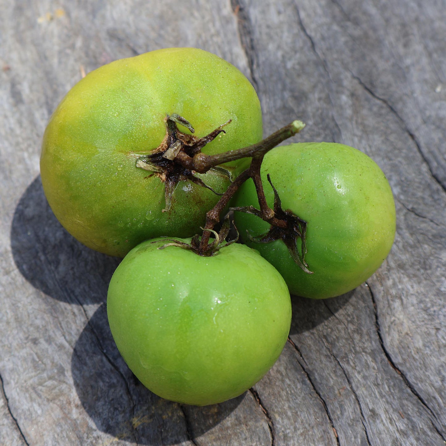 DWARF TOMATO - Kelly Green - Lycopersicon esculentum