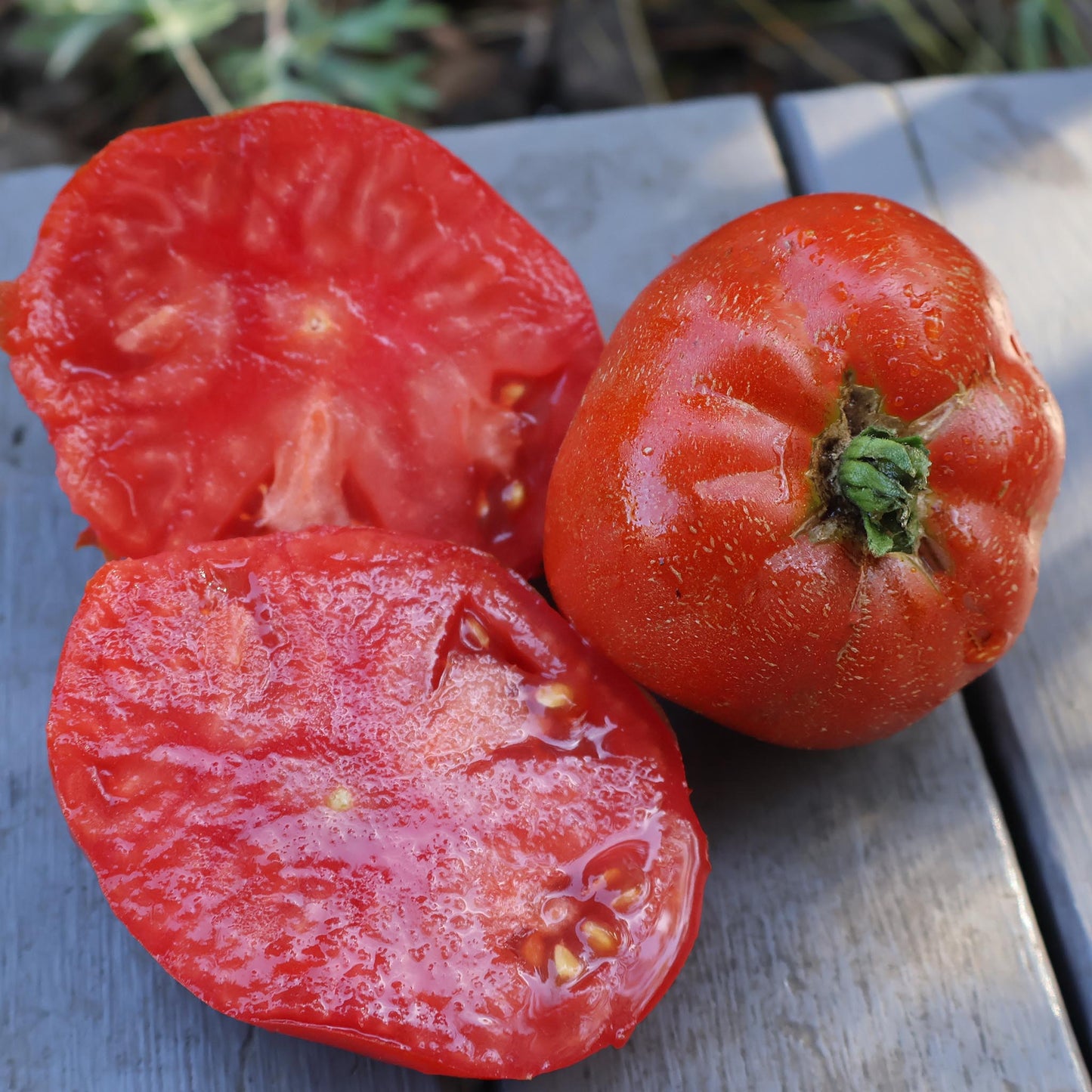 DWARF TOMATO - Waratah - Lycopersicon esculentum
