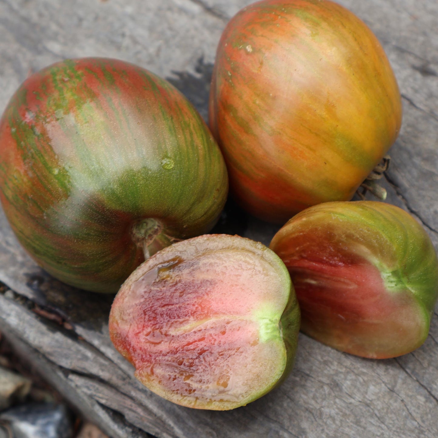 DWARF TOMATO - Chocolate Hearthrob - Lycopersicon esculentum