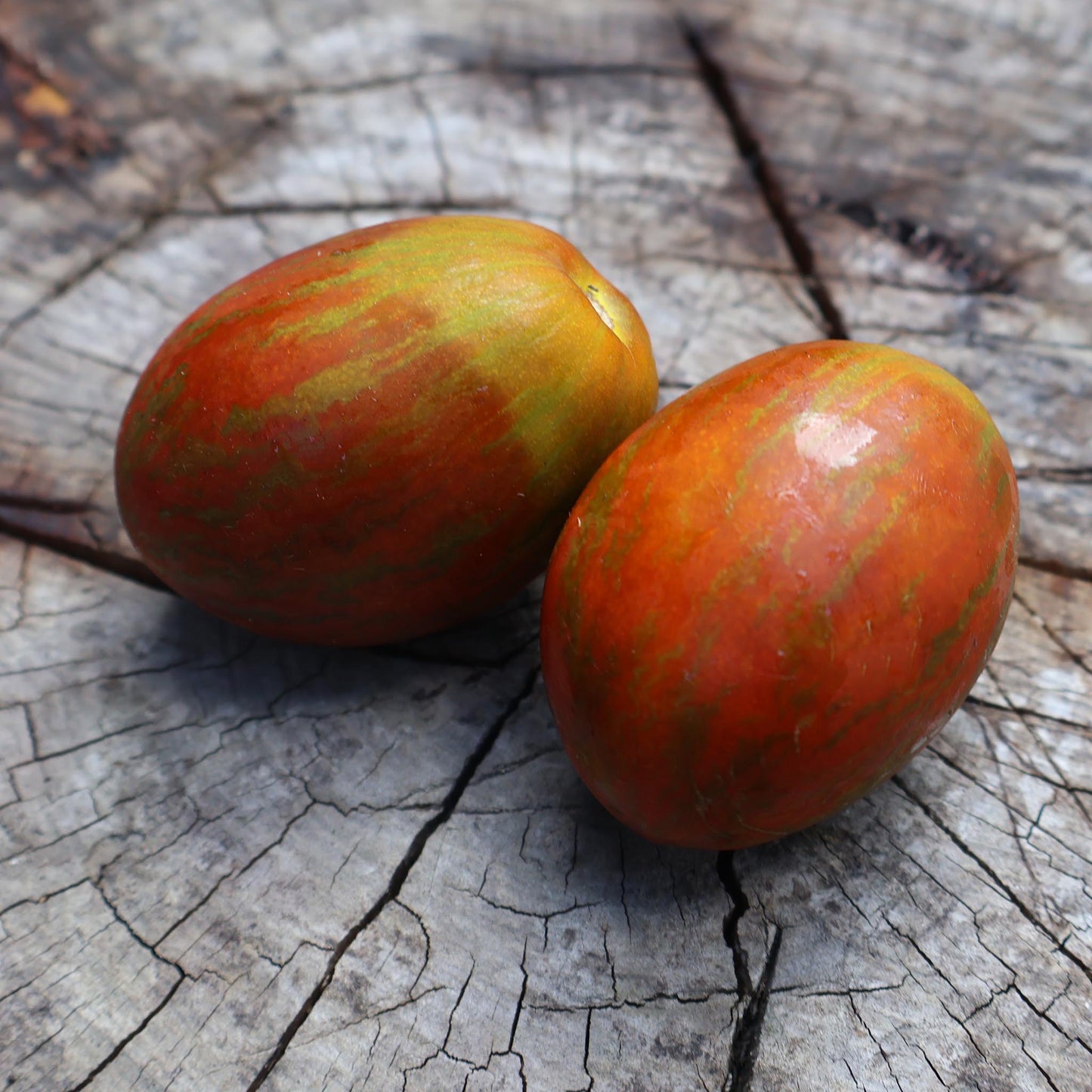 DWARF TOMATO - Audrie's Love - Lycopersicon esculentum