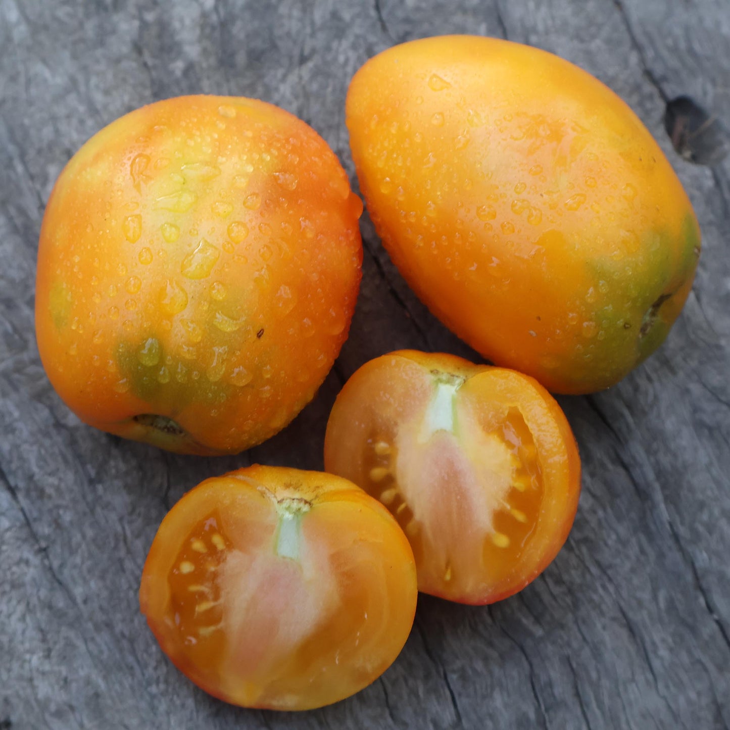 DWARF TOMATO - Glorias Treat - Lycopersicon esculentum