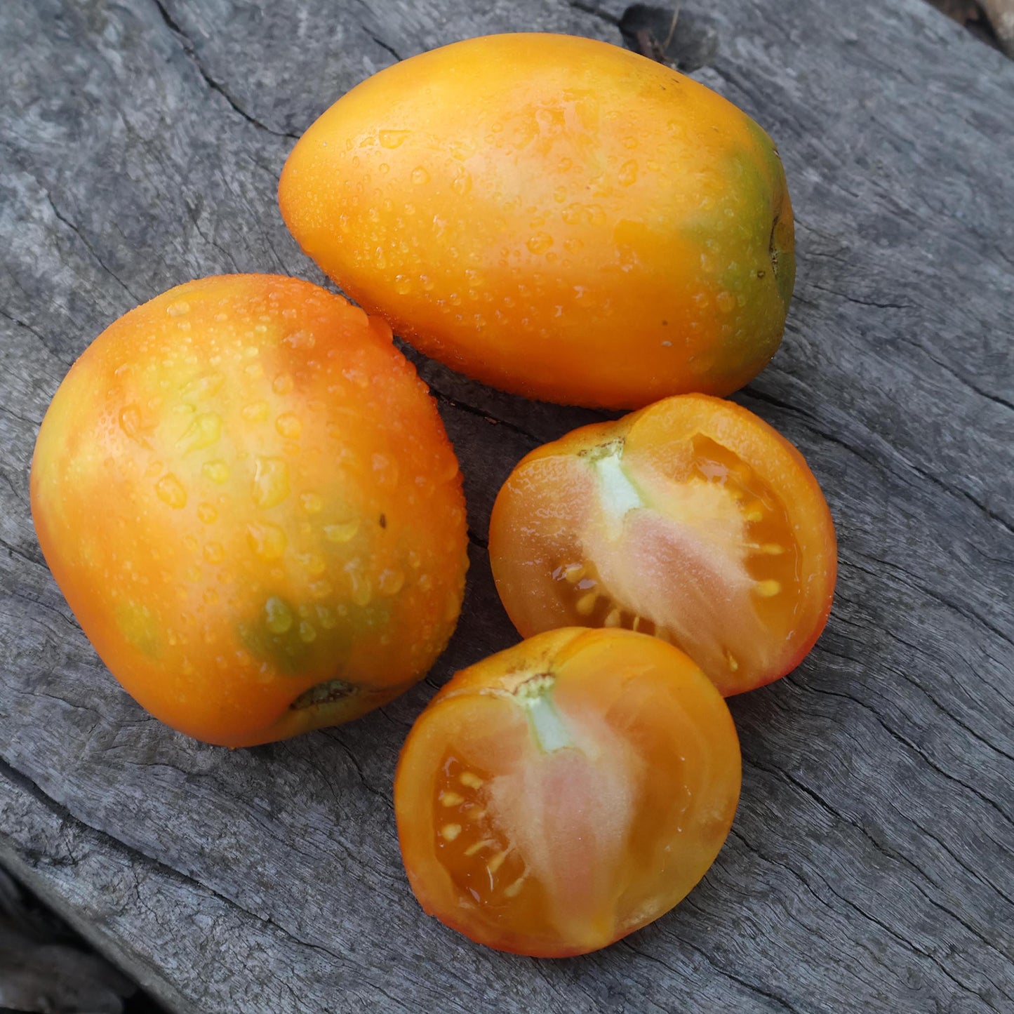 DWARF TOMATO - Glorias Treat - Lycopersicon esculentum