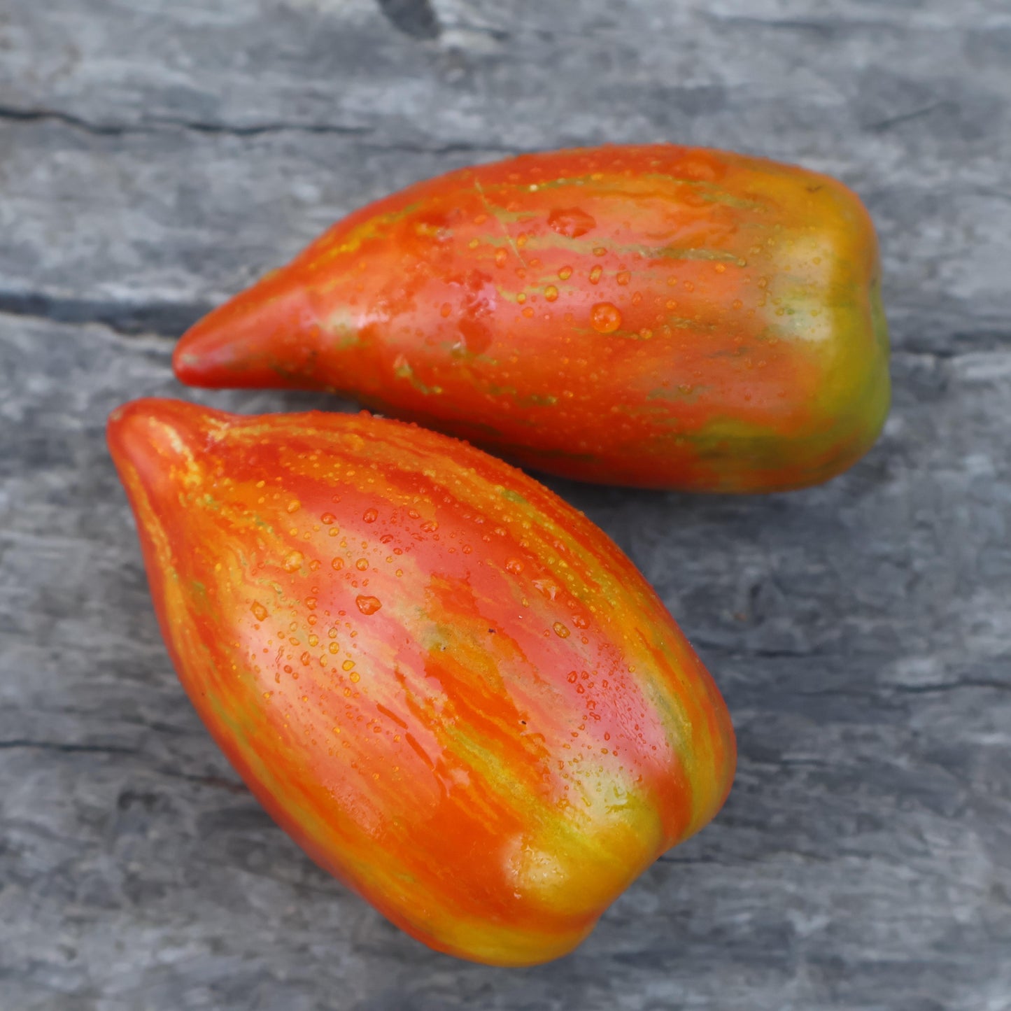 DWARF TOMATO - Stony Brook Speckled - Lycopersicon esculentum