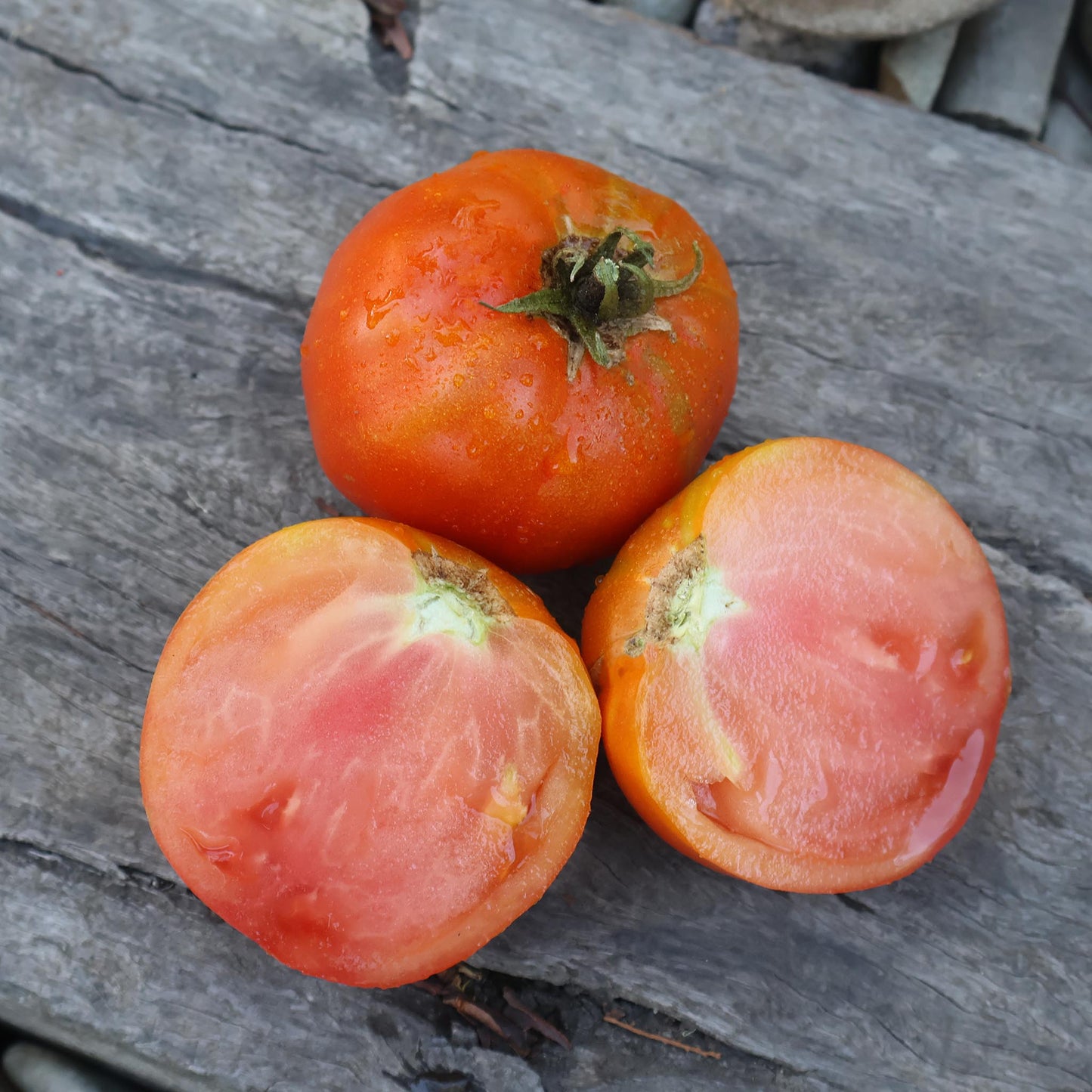 DWARF TOMATO - Kodiak King - Lycopersicon esculentum