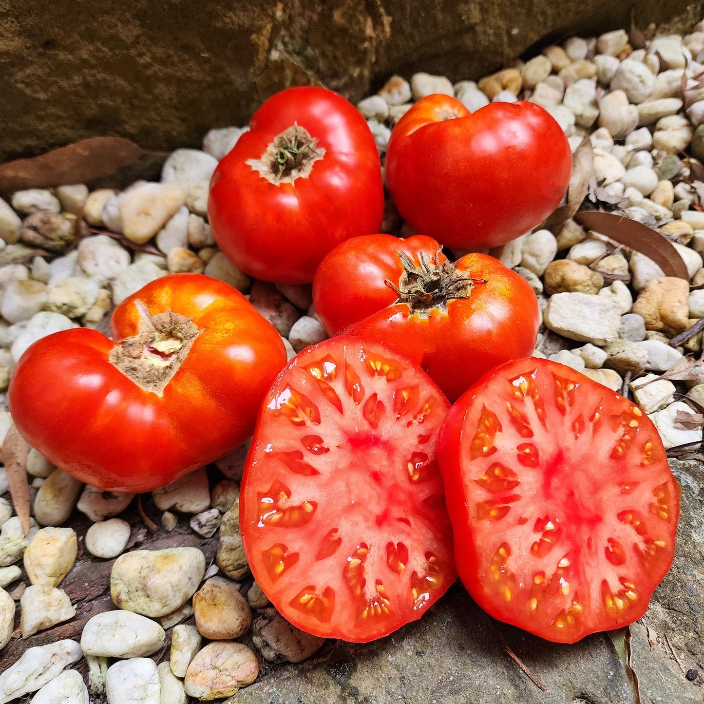 DWARF TOMATO - Sweet Scarlet - Lycopersicon esculentum