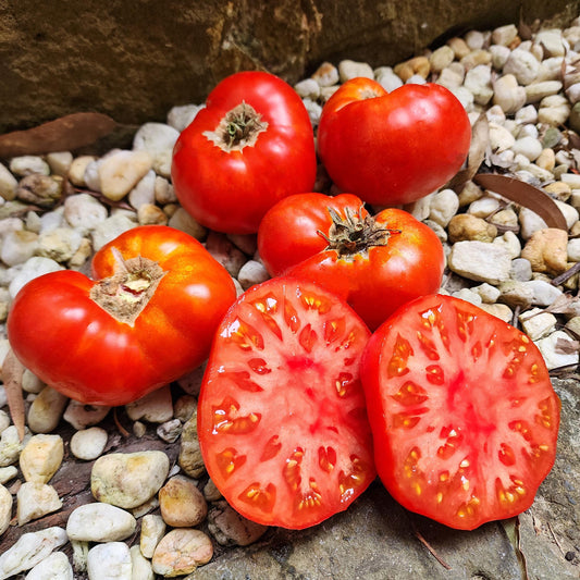 DWARF TOMATO - Sweet Scarlet  - Lycopersicon esculentum