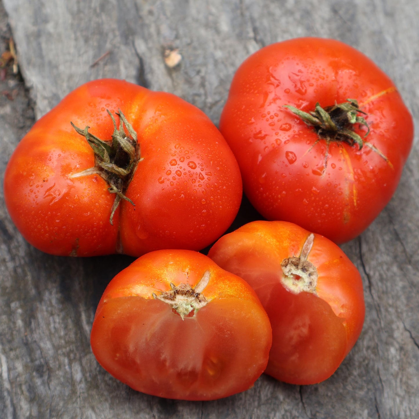 DWARF TOMATO - Sweet Scarlet - Lycopersicon esculentum