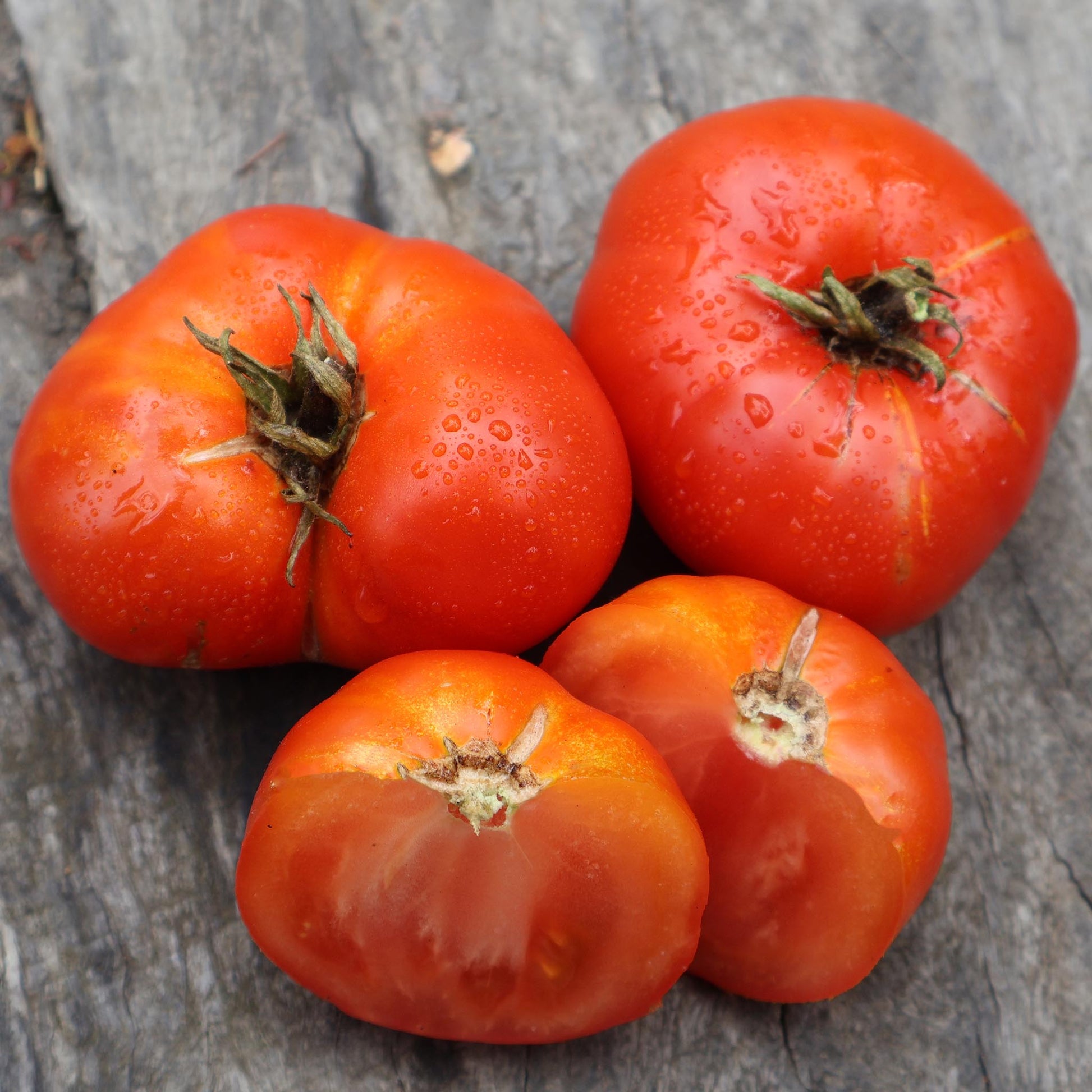 DWARF TOMATO - Sweet Scarlet  - Lycopersicon esculentum