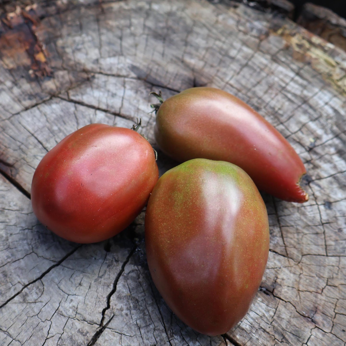 DWARF TOMATO - Almandine - Lycopersicon esculentum