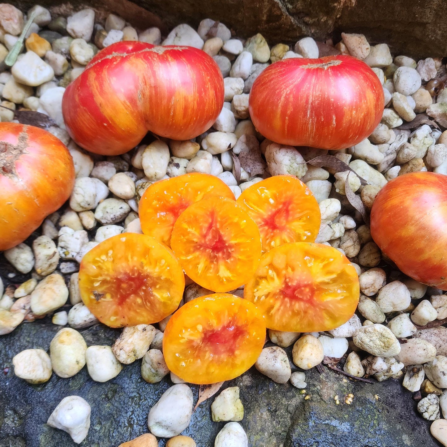 DWARF TOMATO - Confetti - Lycopersicon esculentum