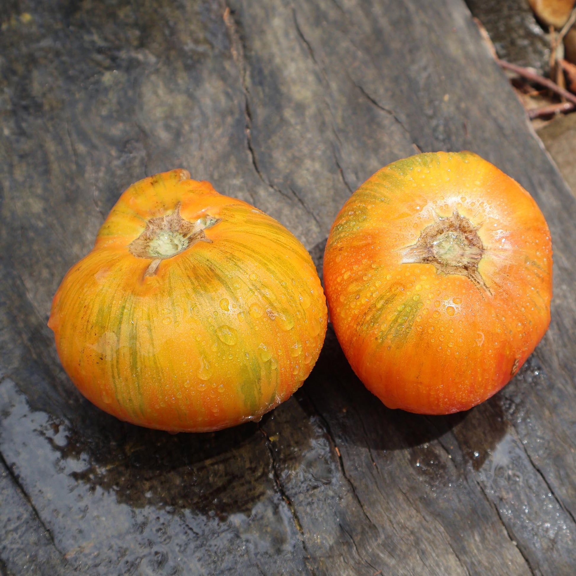 DWARF TOMATO - Confetti  - Lycopersicon esculentum
