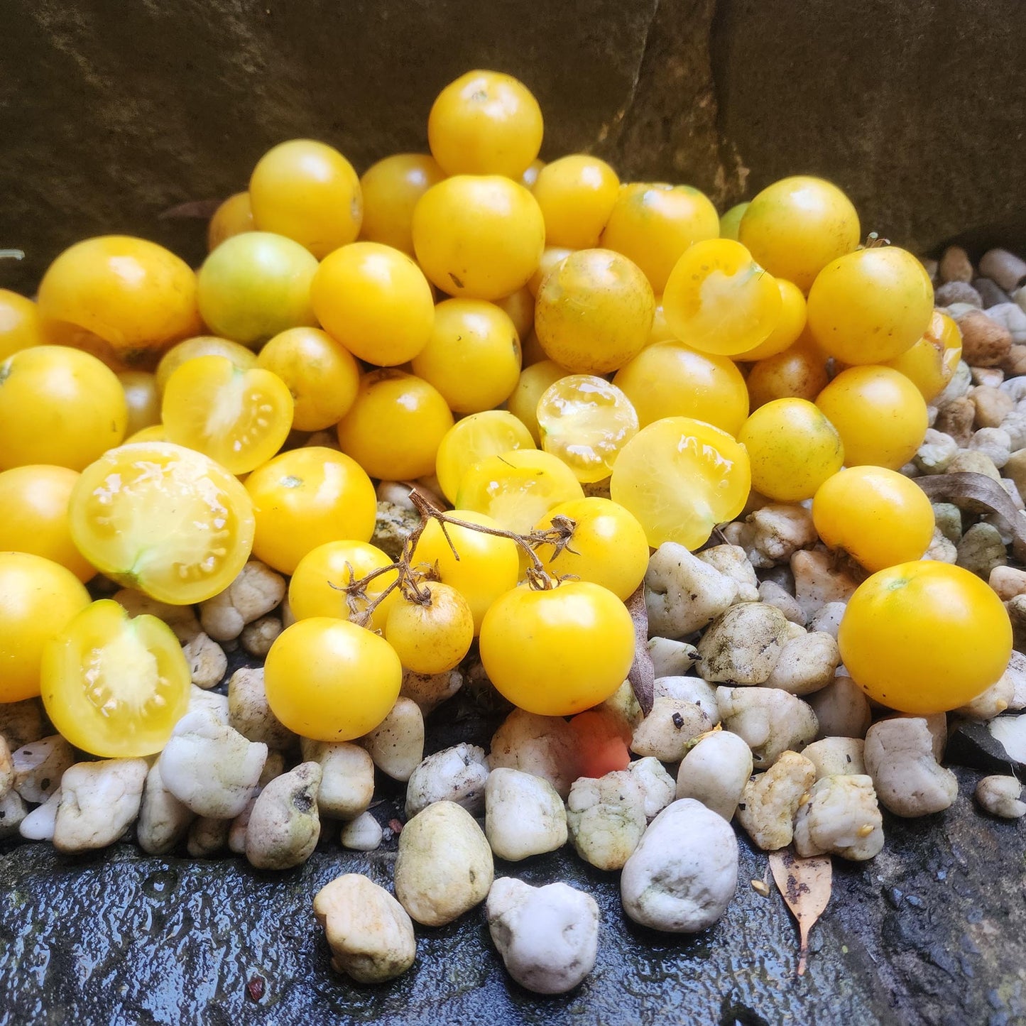 DWARF TOMATO - Pico's Pride - Lycopersicon esculentum
