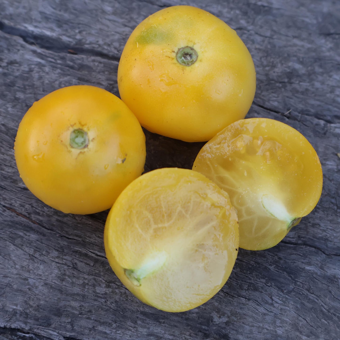 DWARF TOMATO - Pico's Pride - Lycopersicon esculentum