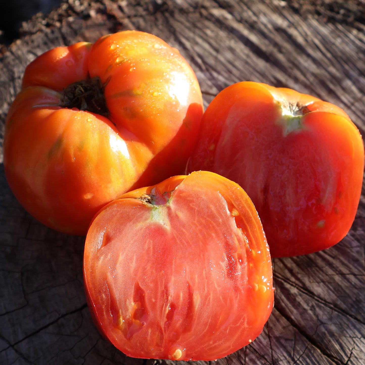 DWARF TOMATO - Big Valentine - Lycopersicon esculentum