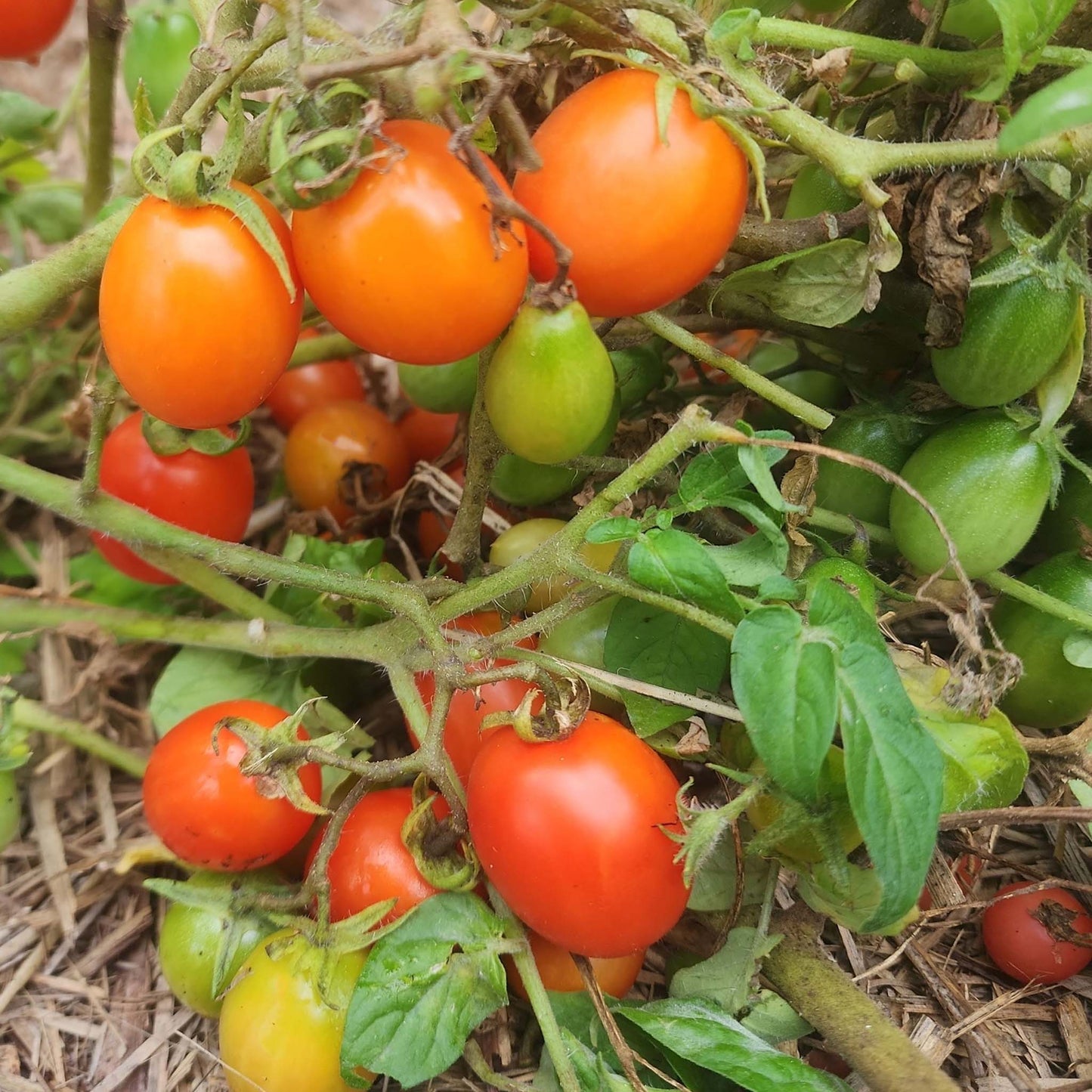 MICRO TOMATO - Hardins Miniature - Lycopersicon esculentum