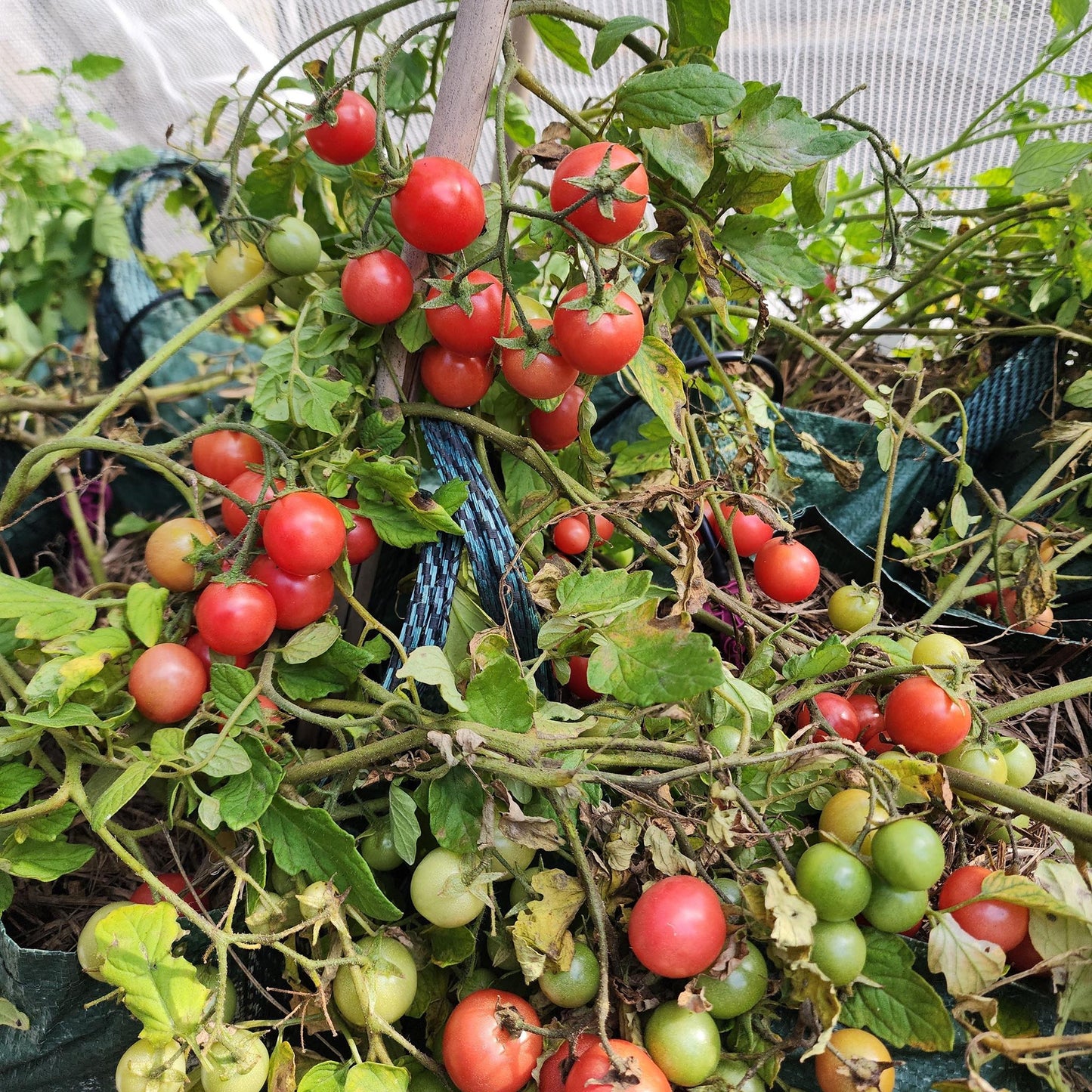 MICRO TOMATO - Gartenperle - Lycopersicon esculentum