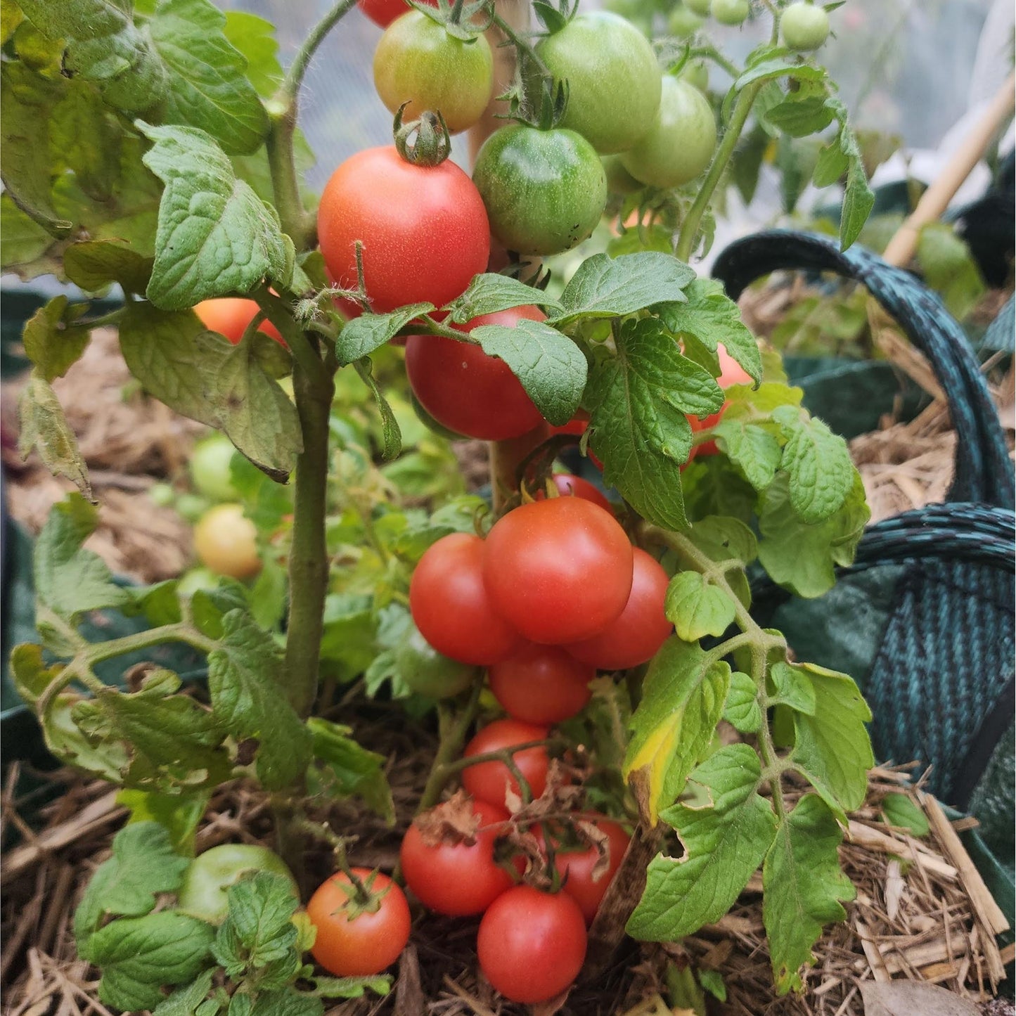 MICRO TOMATO - Rosy Finch - Lycopersicon esculentum