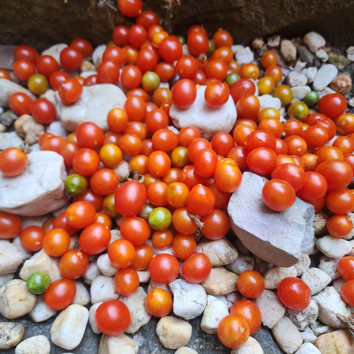 TOMATO - Saras Galapogos - Lycopersicon esculentum