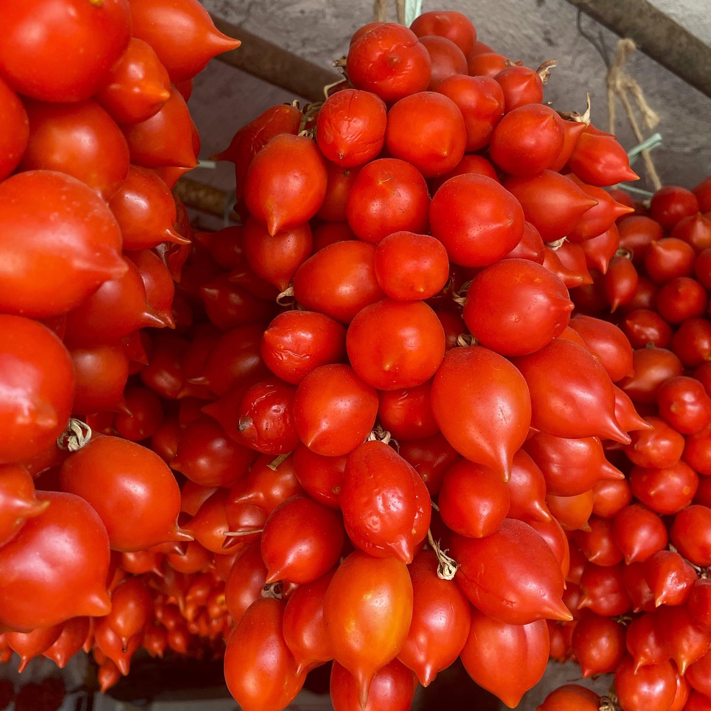 TOMATO - Piennolo del Vesuvio - Lycopersicon esculentum
