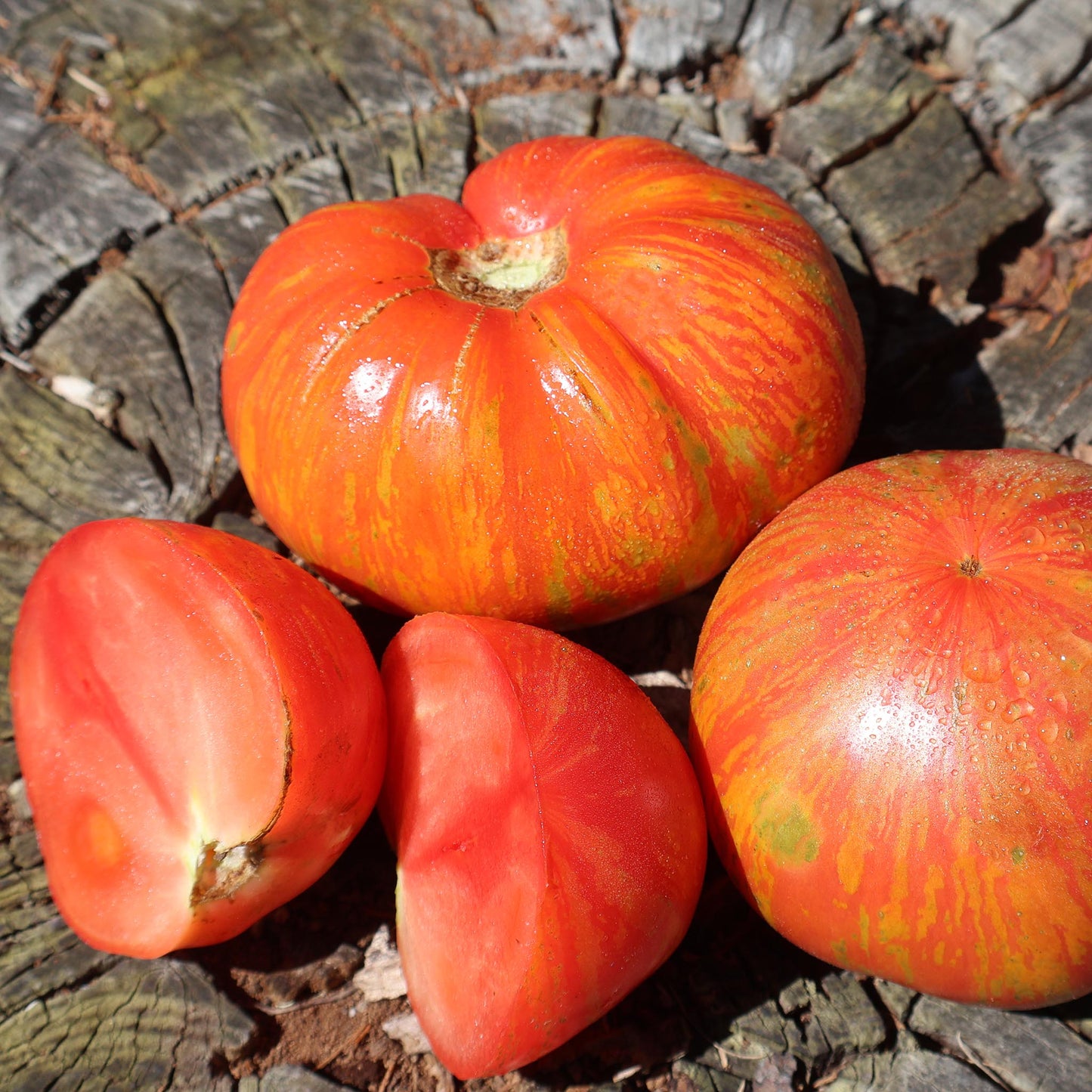 TOMATO - Vintage Wine - Lycopersicon esculentum