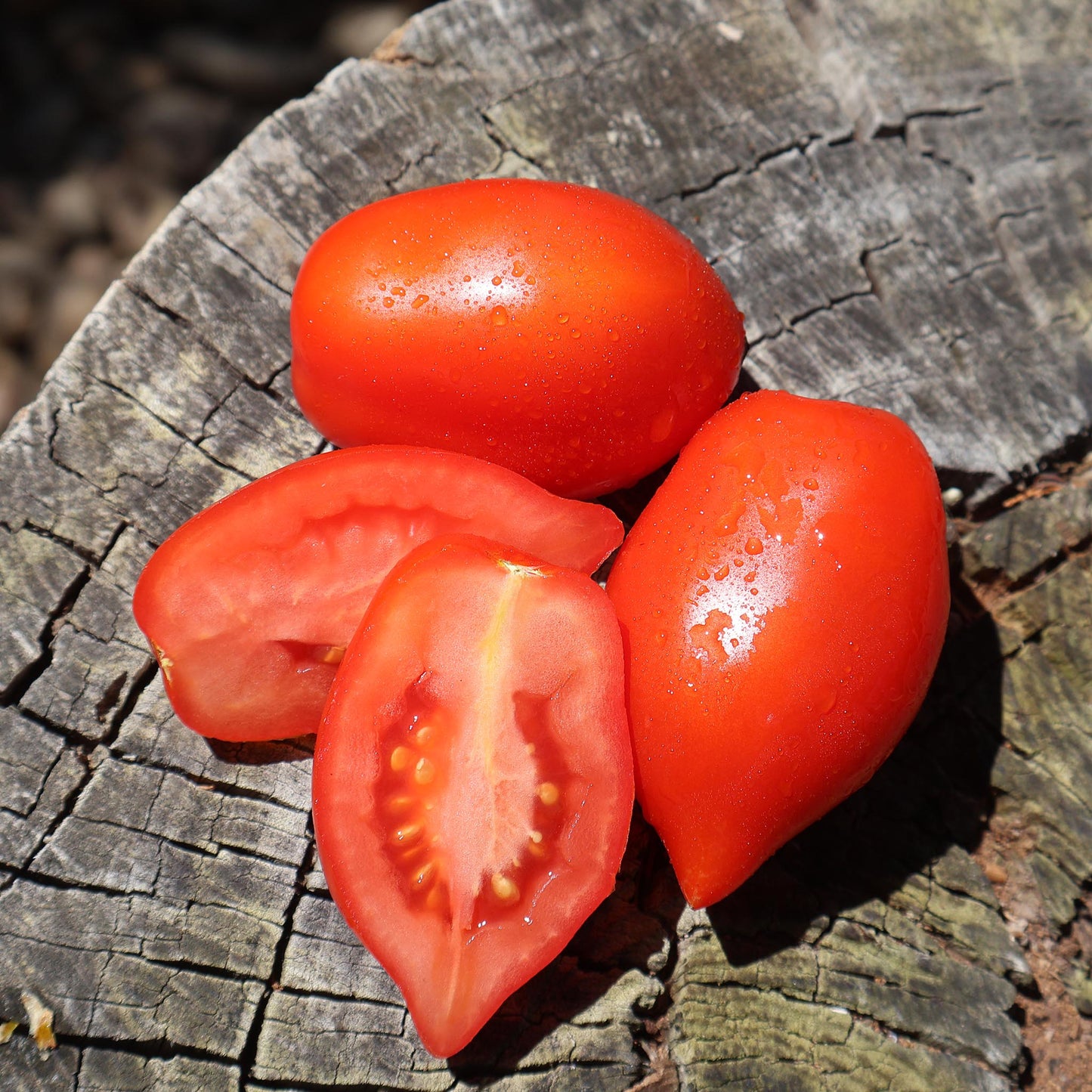 TOMATO - Ropreco Paste - Lycopersicon esculentum