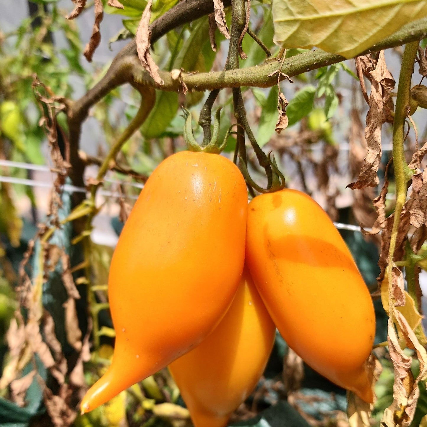 TOMATO - Buratino Tomato - Lycopersicon esculentum