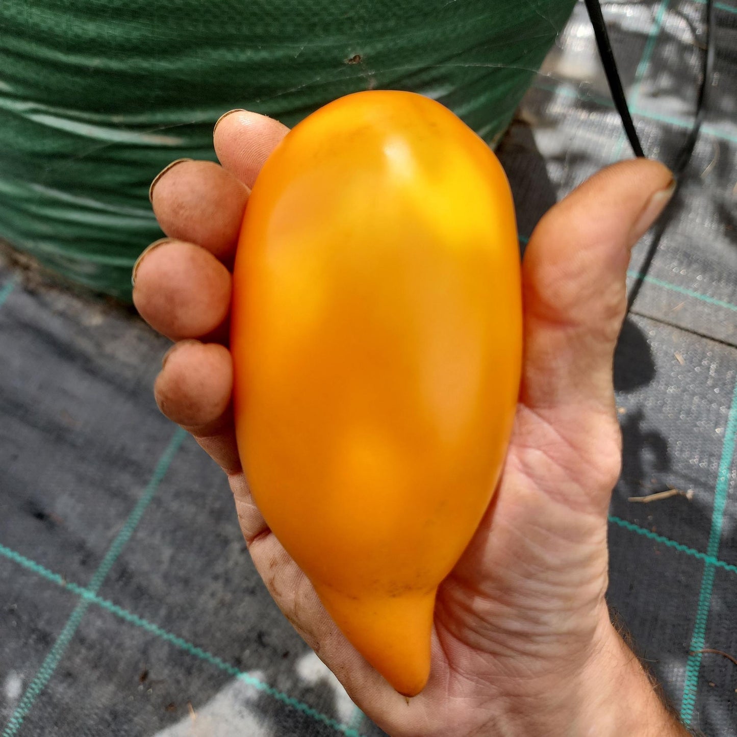 TOMATO - Buratino Tomato - Lycopersicon esculentum