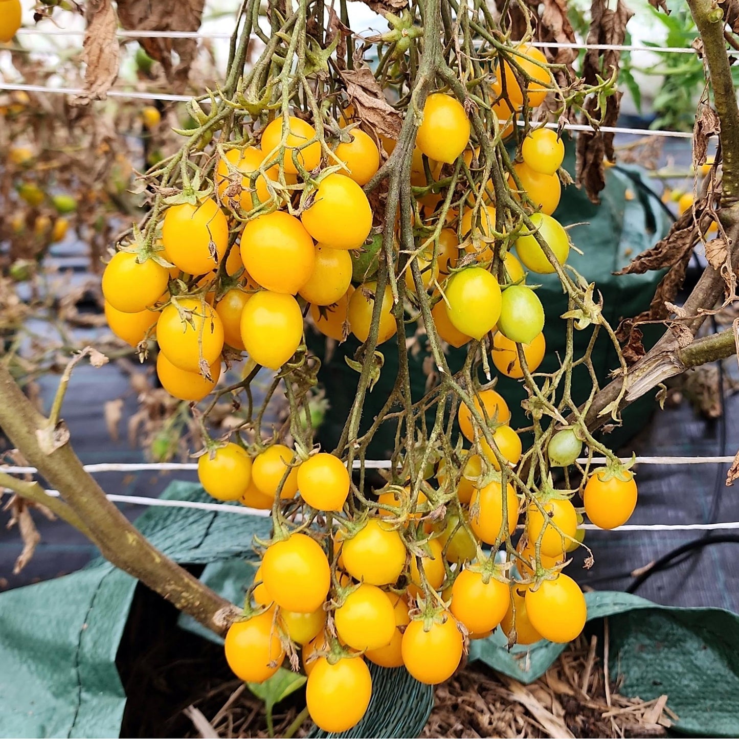 TOMATO - Idli Tomato - Lycopersicon esculentum