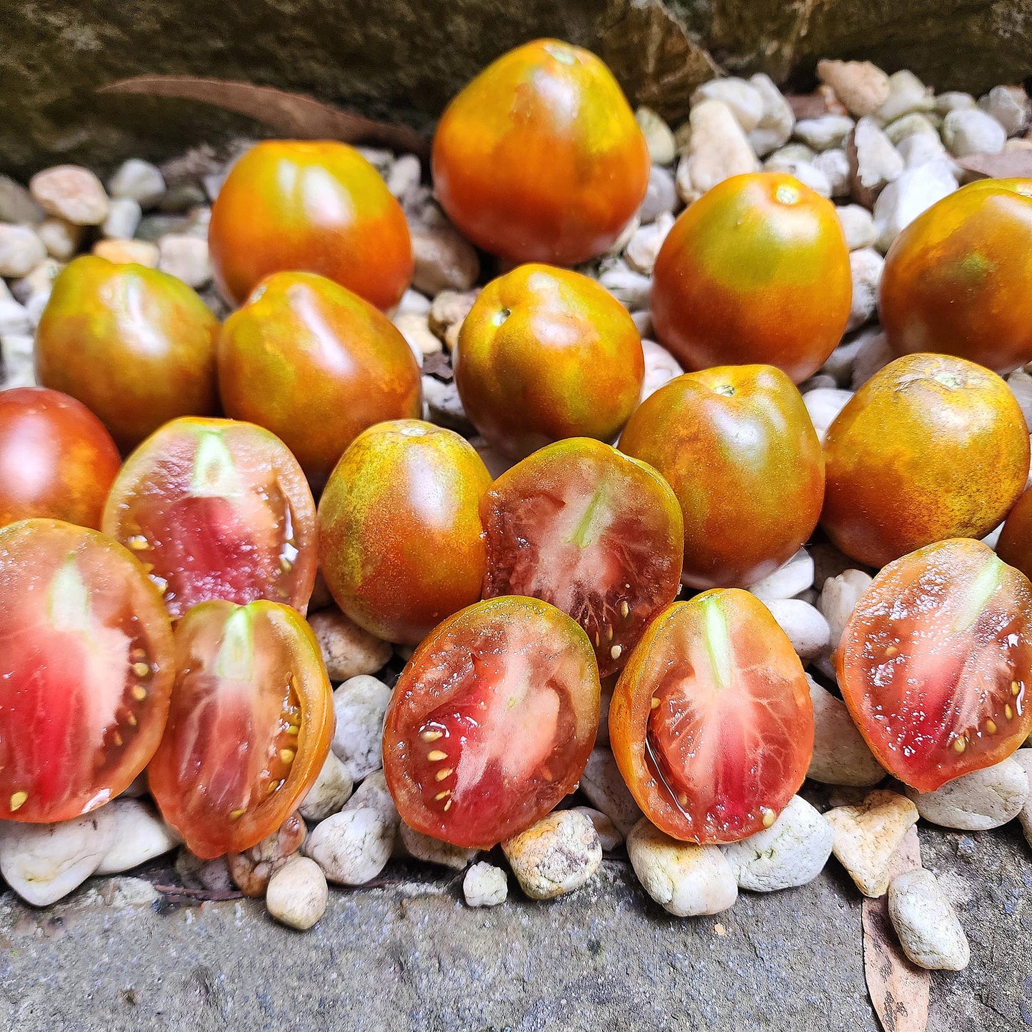 TOMATO - Japanese Black Trifele - Lycopersicon esculentum