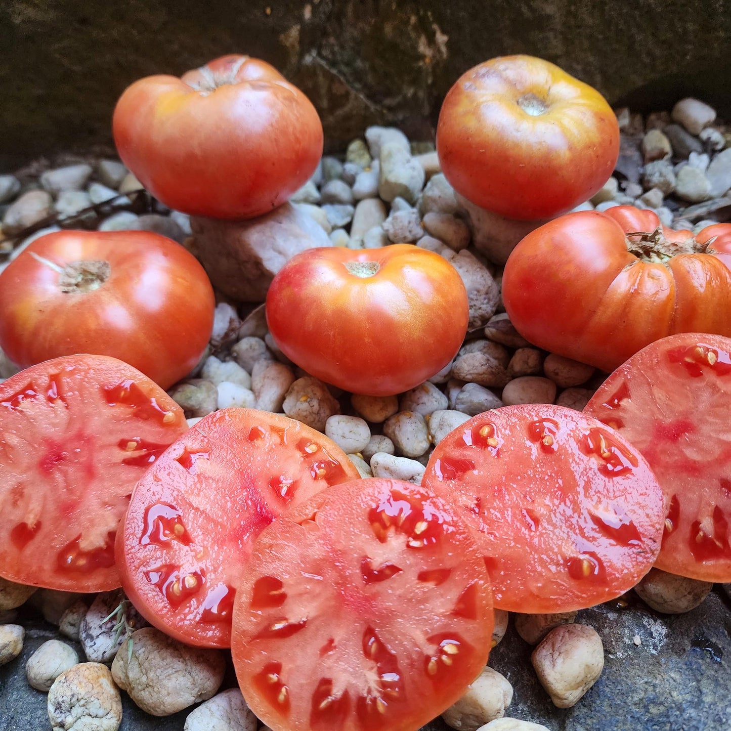 TOMATO - Julia Child - Lycopersicon esculentum