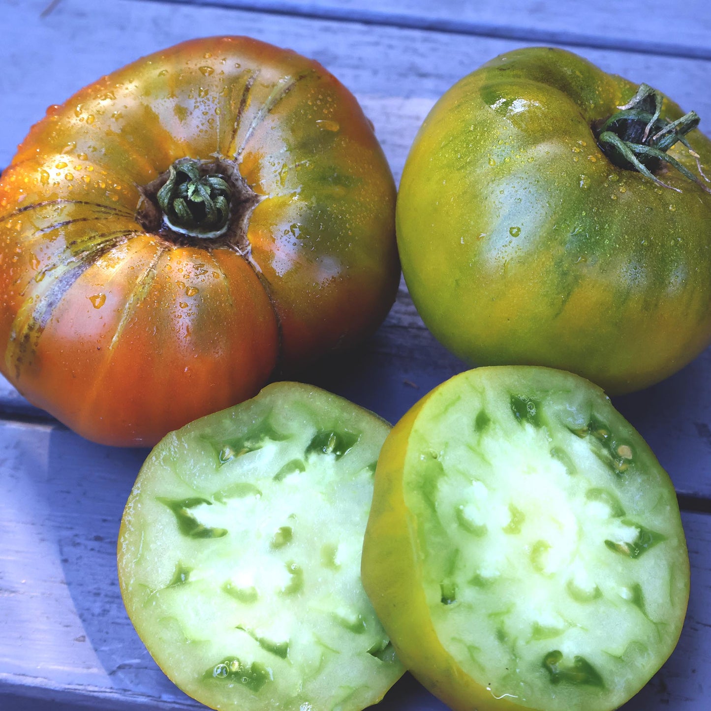 TOMATO - Malakhitovaya Shkatulka - Lycopersicon esculentum