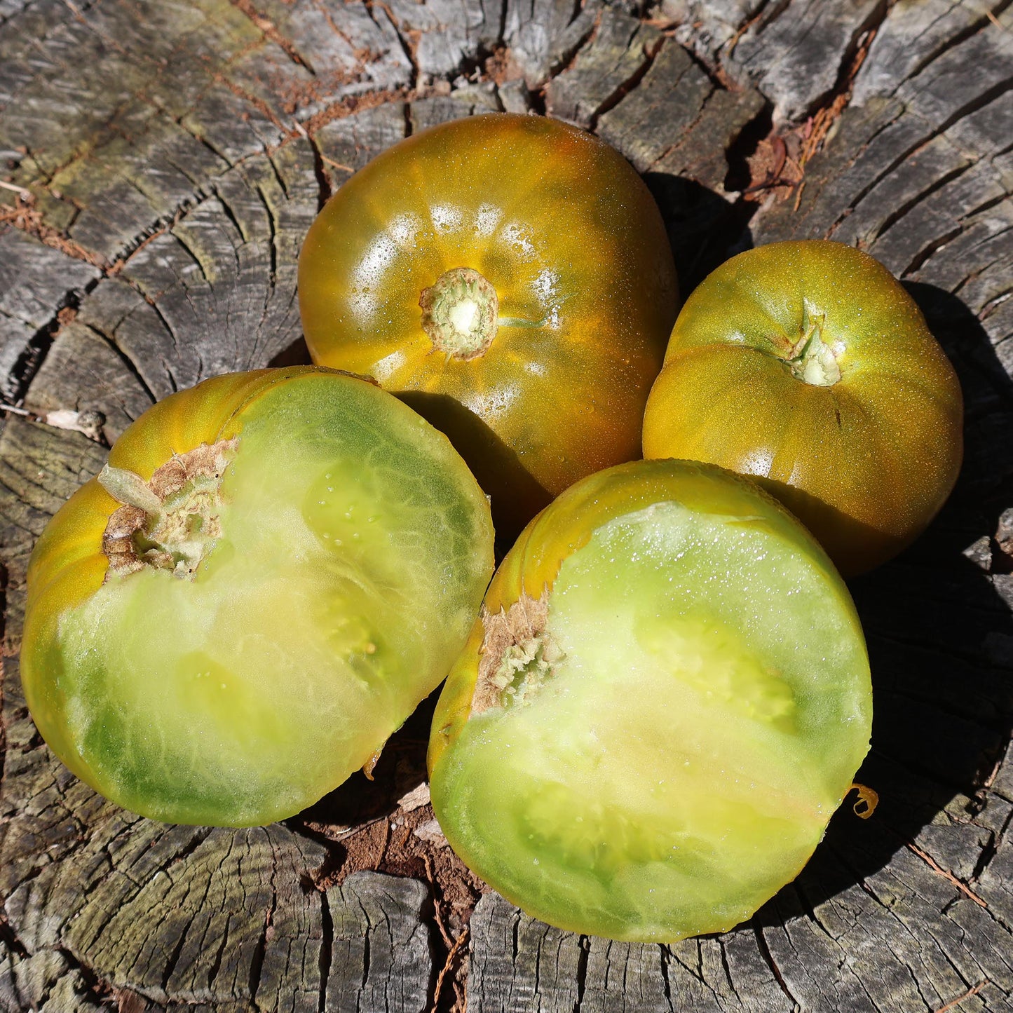 TOMATO - Malakhitovaya Shkatulka - Lycopersicon esculentum