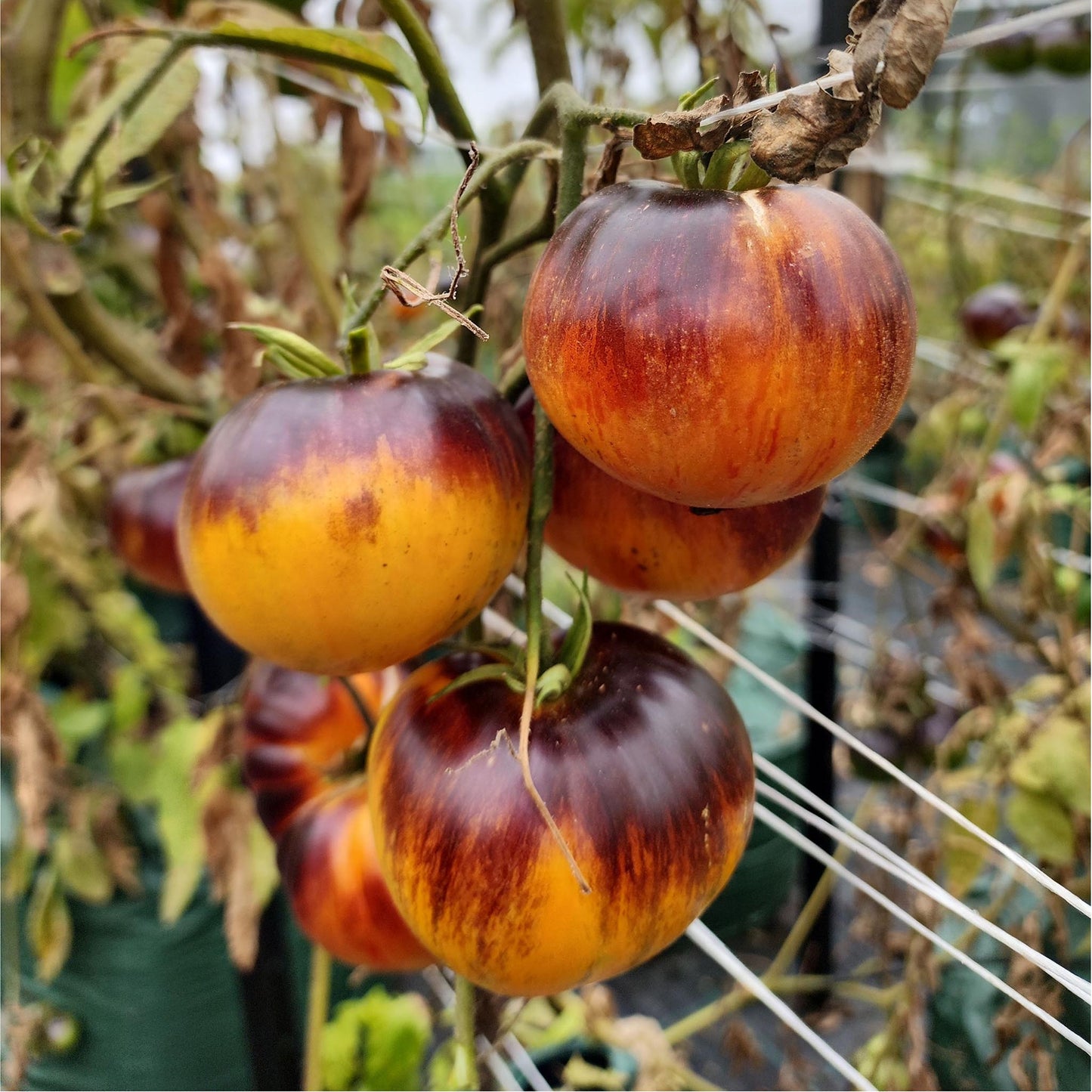 TOMATO - Alices Dream - Lycopersicon esculentum