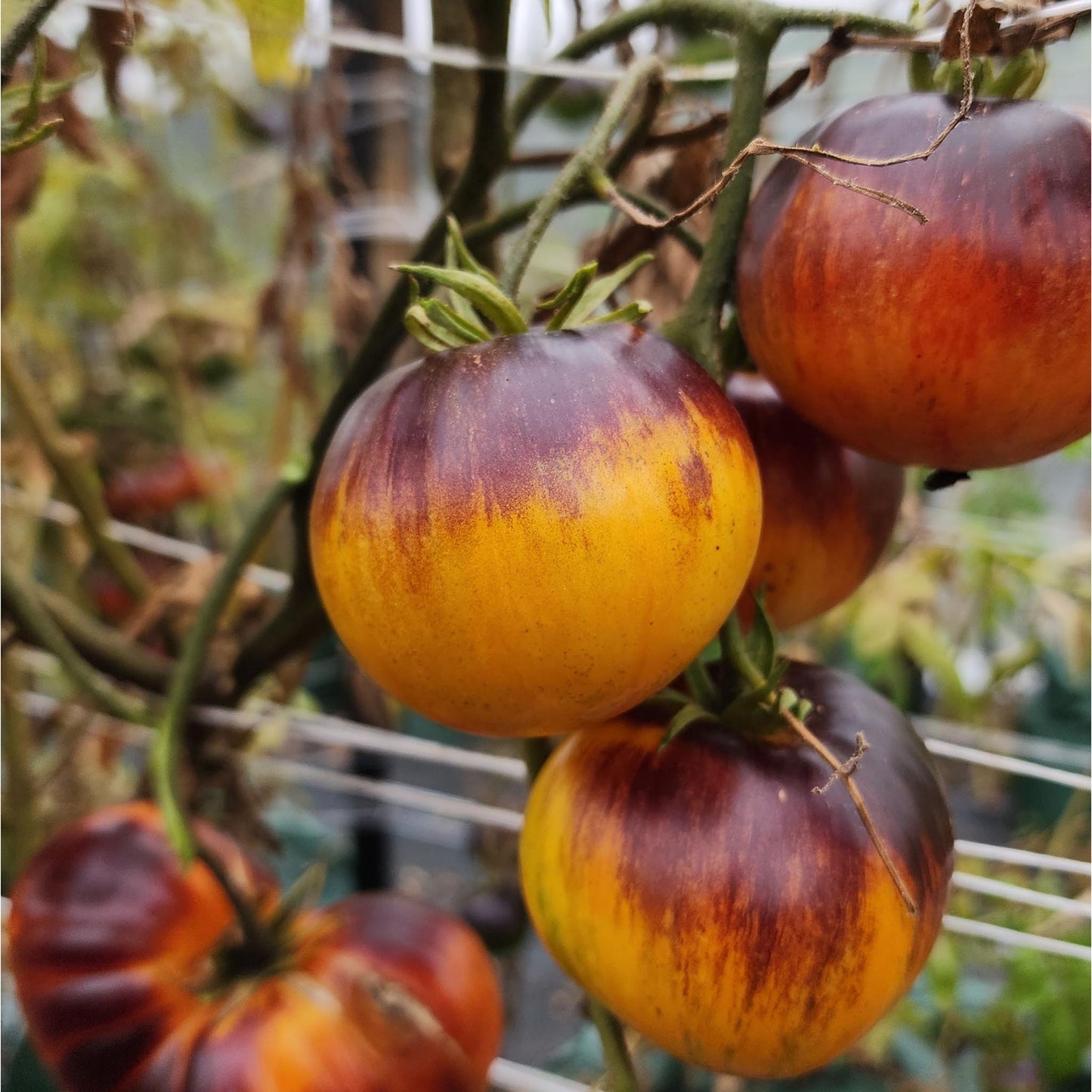 TOMATO - Alices Dream - Lycopersicon esculentum