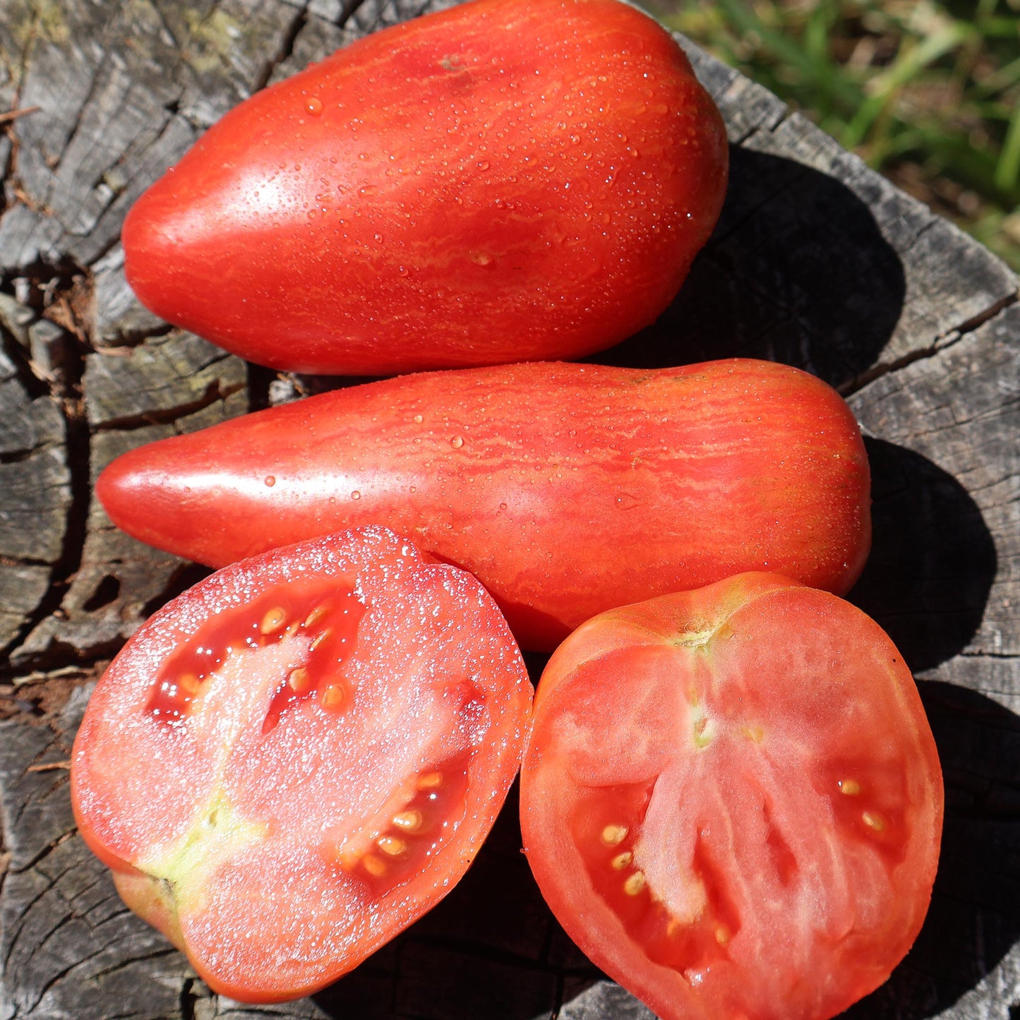 TOMATO - Fuego Rosa Tomato - Lycopersicon esculentum