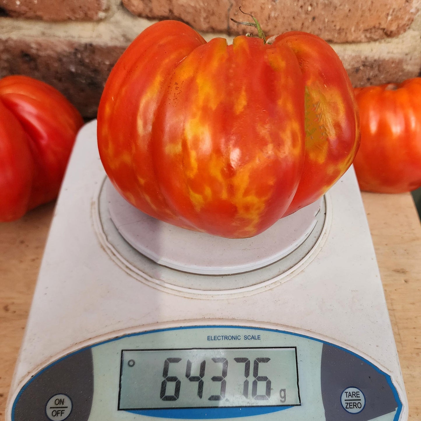 TOMATO - Goatbag Tomato - Lycopersicon esculentum