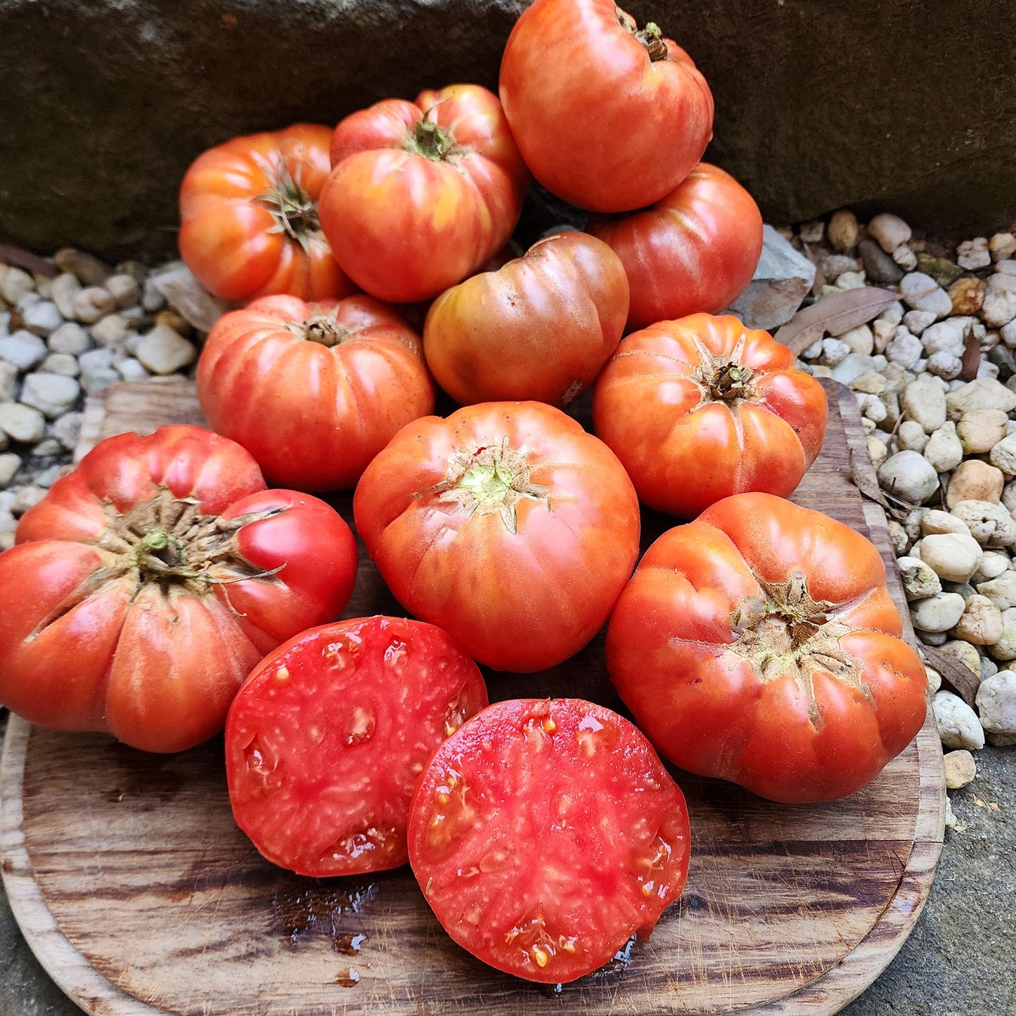 TOMATO - Shackelford Giant Tomato - Lycopersicon esculentum