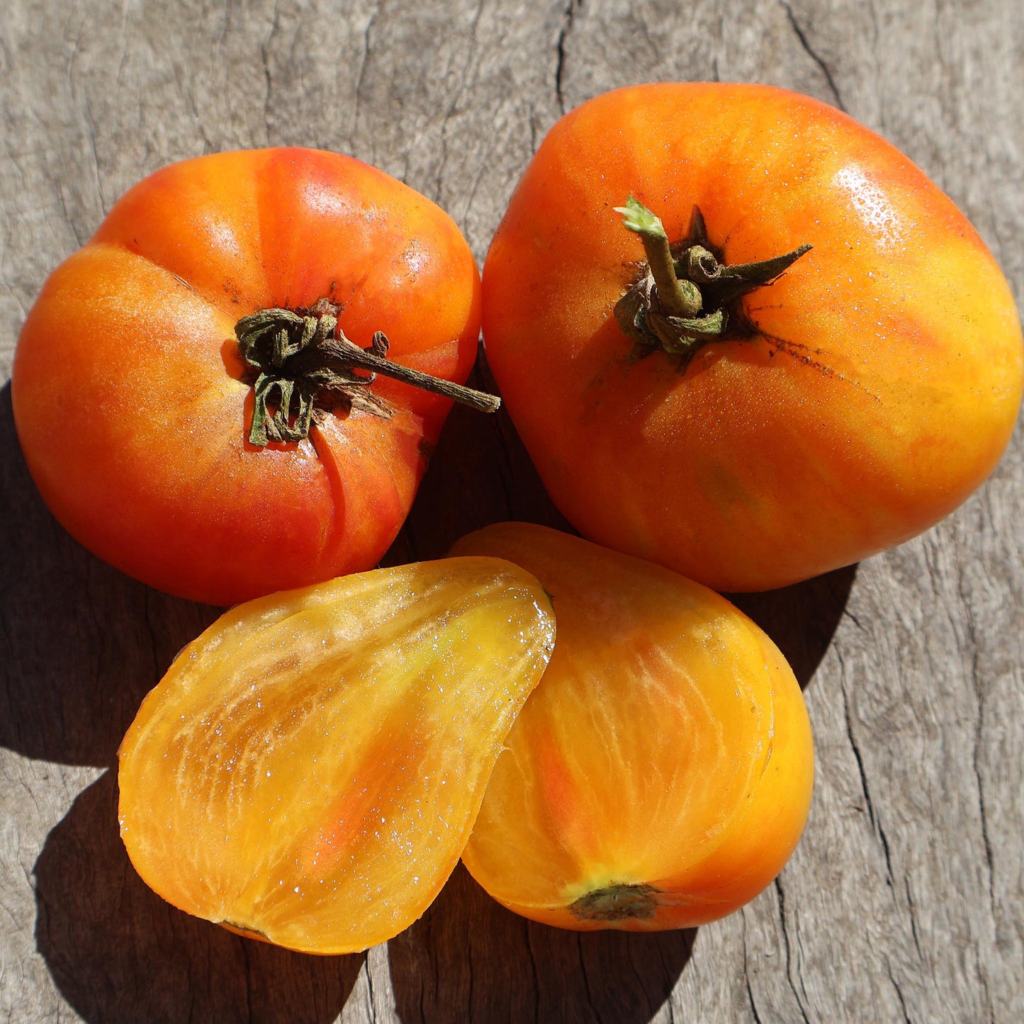 TOMATO - Orange Russian 117 Tomato - Lycopersicon esculentum