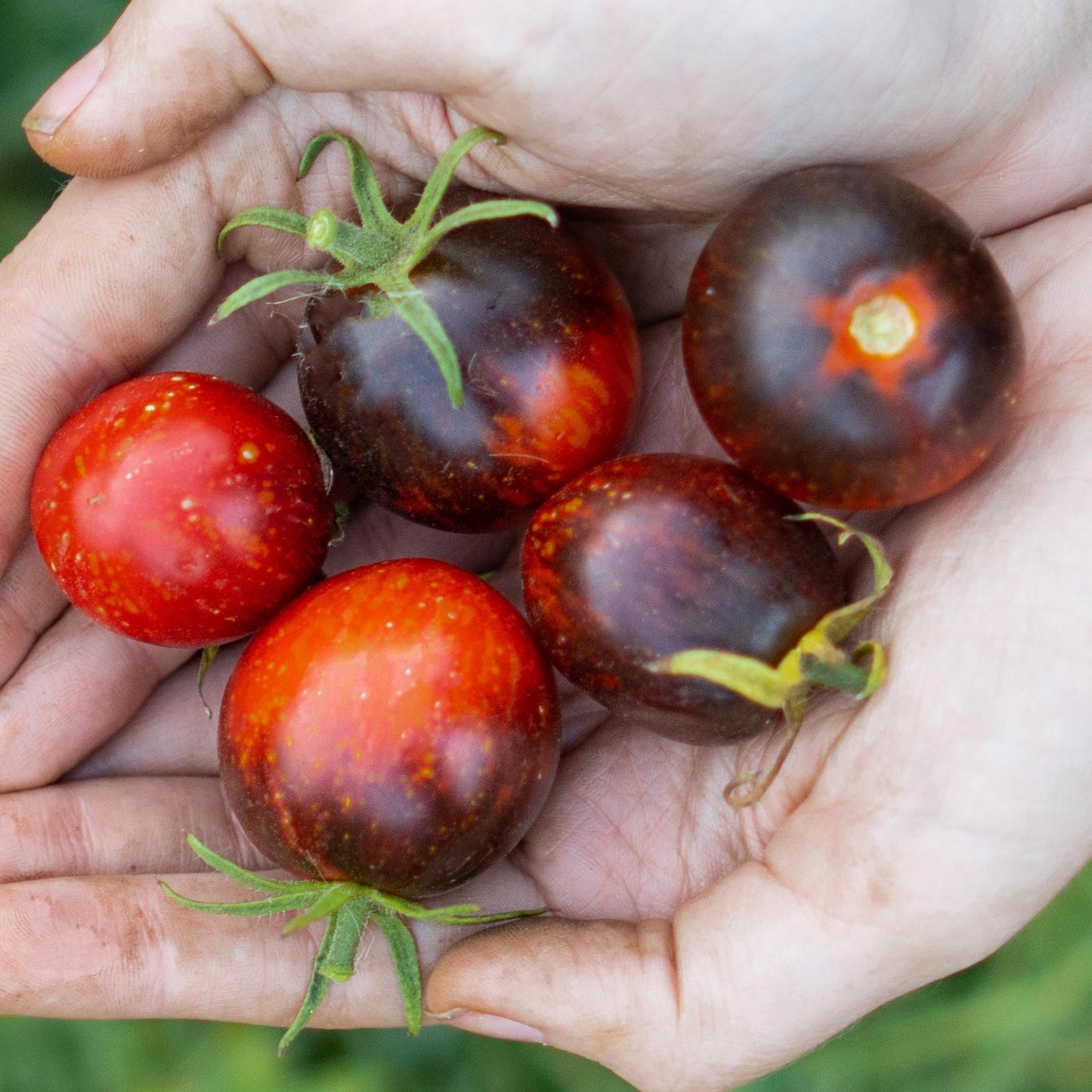 TOMATO - Dark Galaxy Tomato - Lycopersicon esculentum
