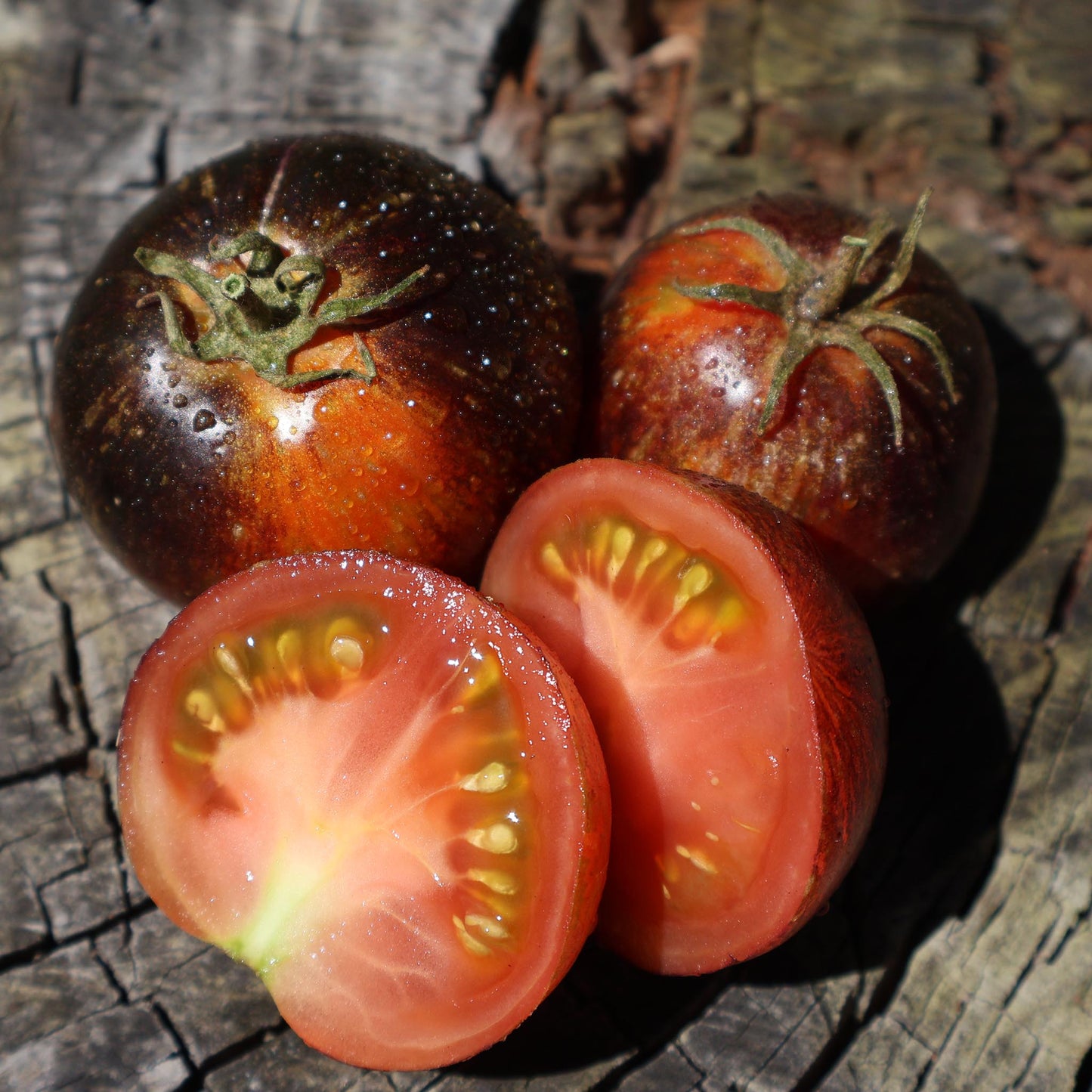 TOMATO - Dark Galaxy Tomato - Lycopersicon esculentum
