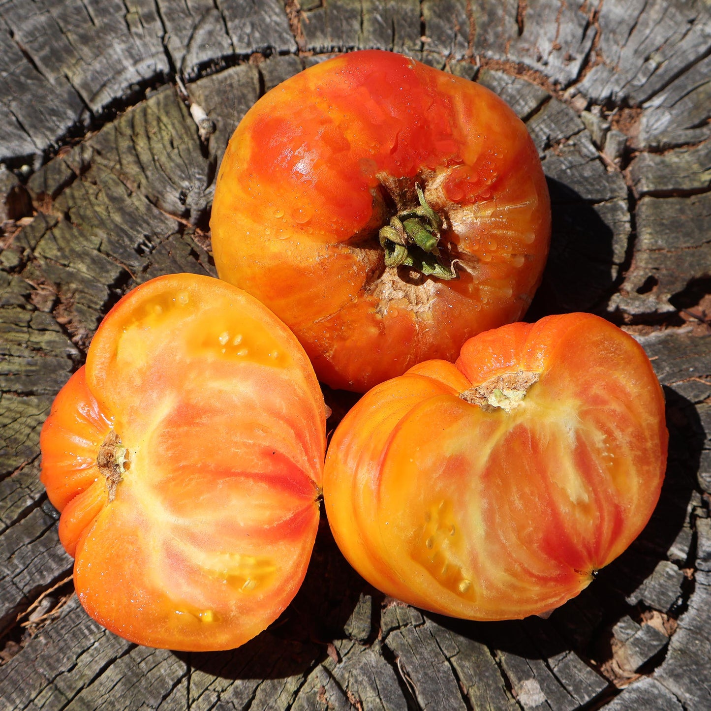 TOMATO - German Yellow Stripe Tomato - Lycopersicon esculentum