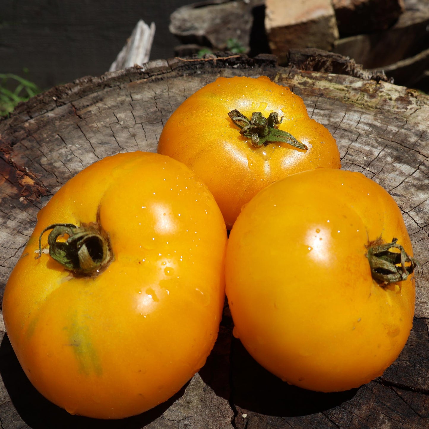 TOMATO - Azoychka - Lycopersicon esculentum
