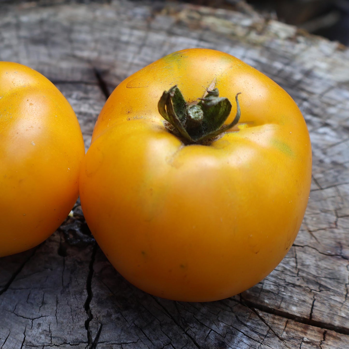 TOMATO - Azoychka - Lycopersicon esculentum