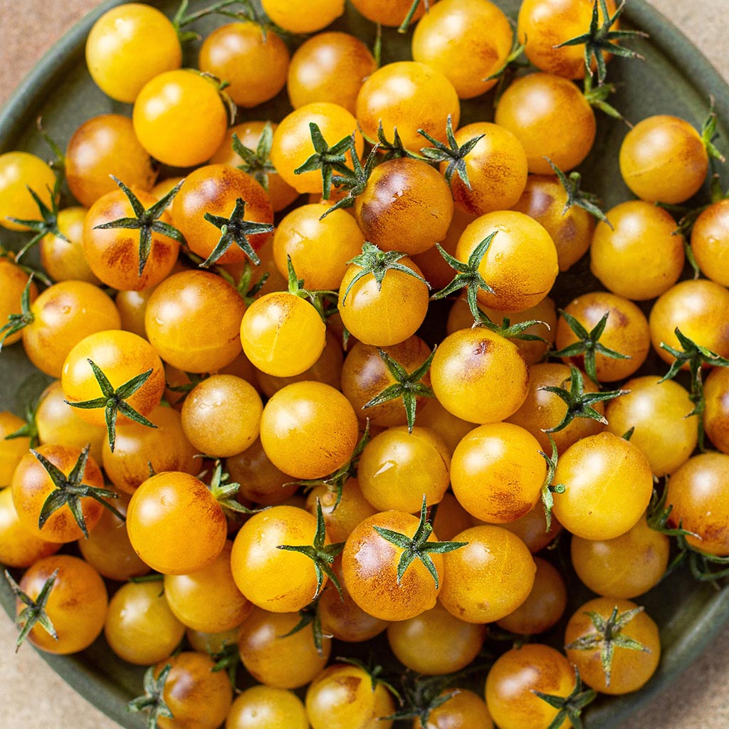 TOMATO - Yellow Pimp Current