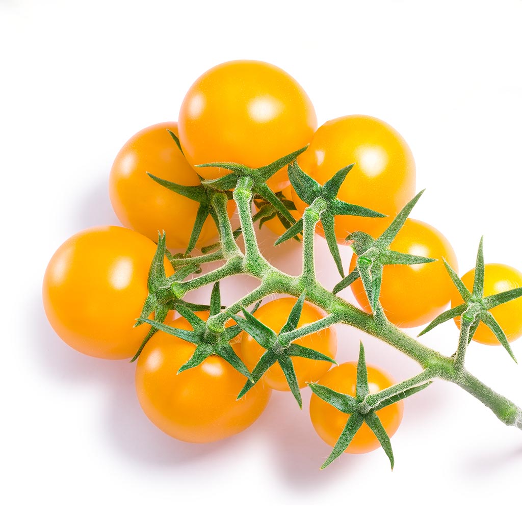 TOMATO - Yellow Pimp Current